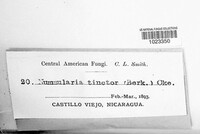 Camillea tinctor image